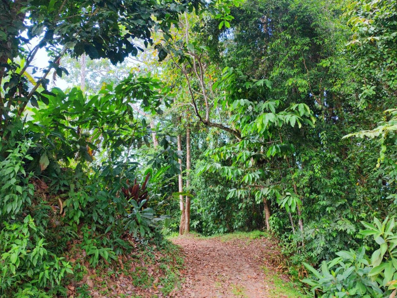 Corcovado Green Cabin Drake Bay Exterior foto